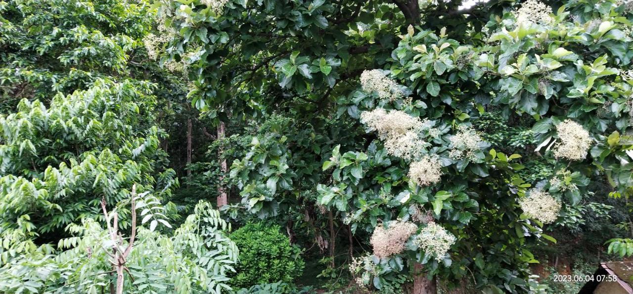 Floral Homestay テッカディ エクステリア 写真